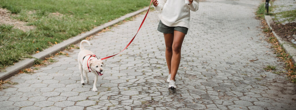 Dog Walking